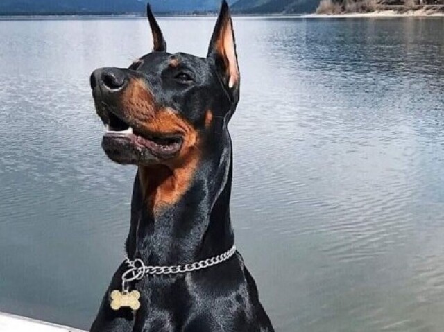 Dobermann.