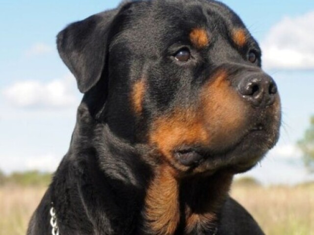 Rottweiller.