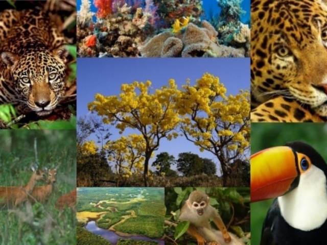 Plantas e Animais