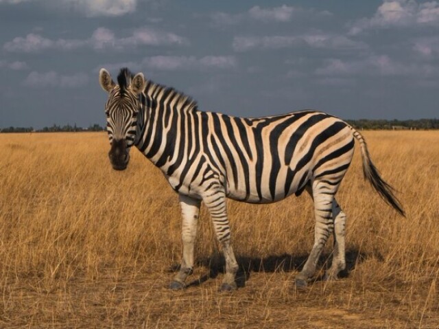 Zebra