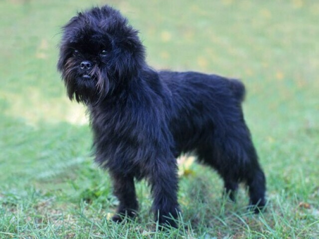 Affenpinscher