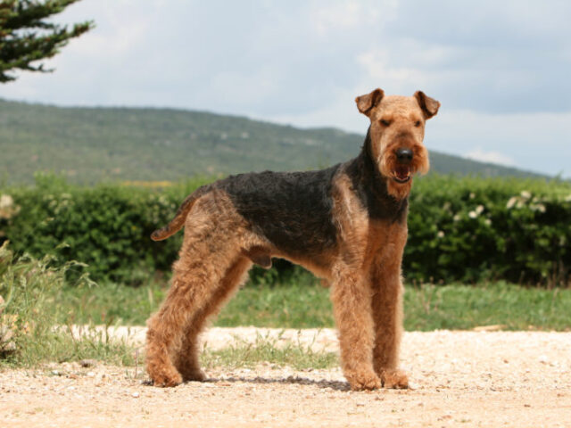 Airedale terrier