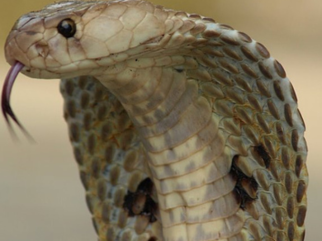 Uma cobra com veneno mortal