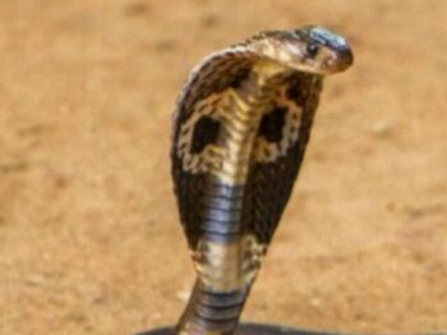 Uma cobra com barbatana