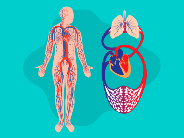 Melhora o sistema cardiovascular