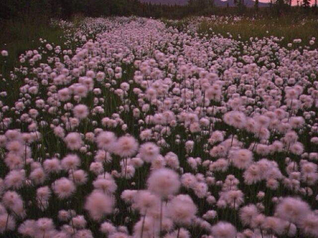 Campo de flores🌸