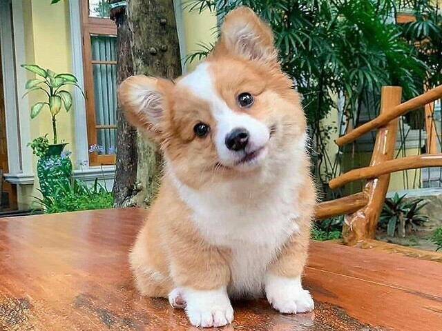 ๐๐๐๐ก๐จ๐ซ๐ซ๐จ