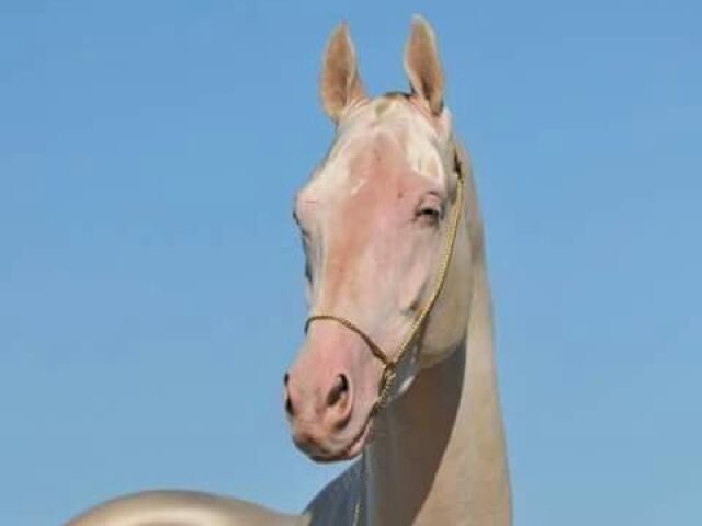 Akhal Teke