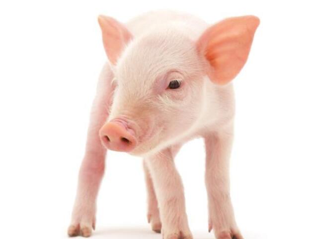 Porco 🐷