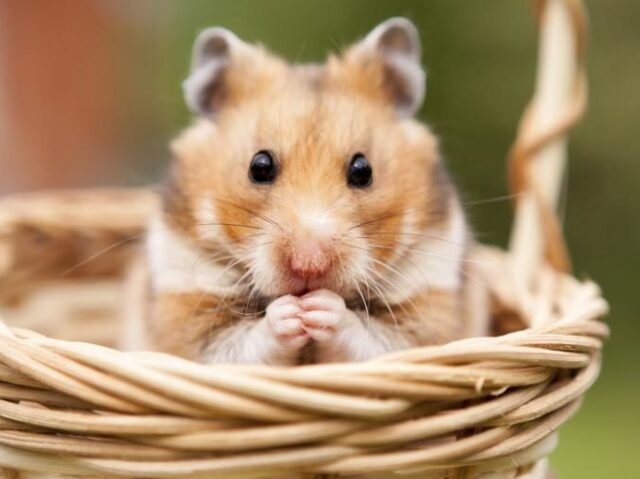 Hamster