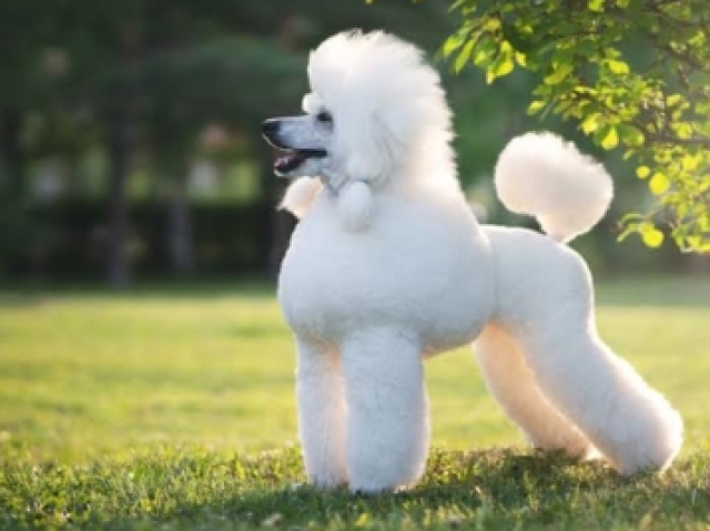 Poodle