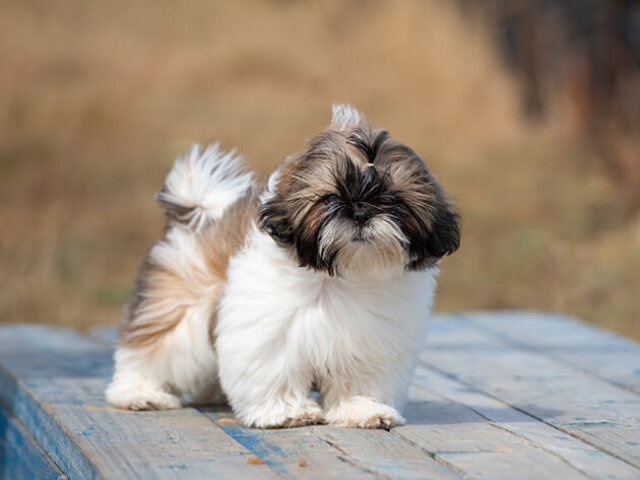 Shih Tizu