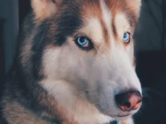 Husky siberiano