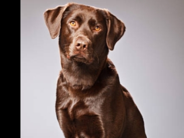 Labrador retriver