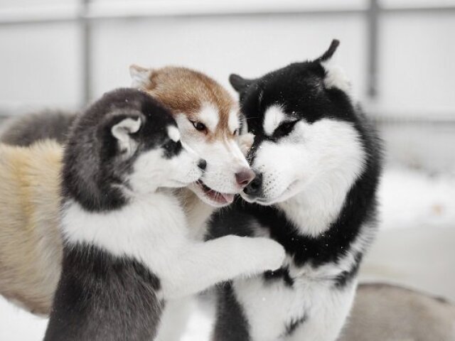 Husky