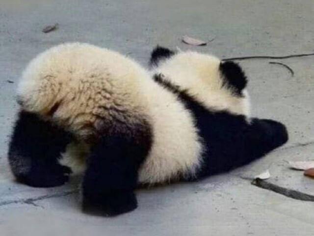 Panda bem safadinho