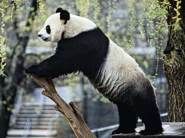 Panda pronto para um discurso