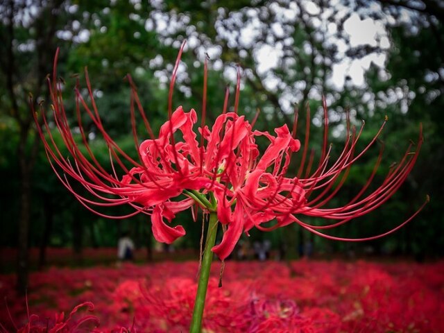 Vermelho