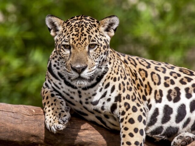 Criação de animais silvestres.