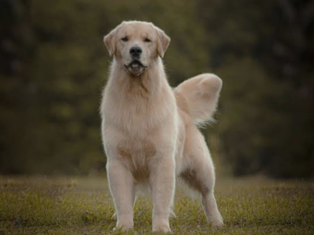 Golden retriever