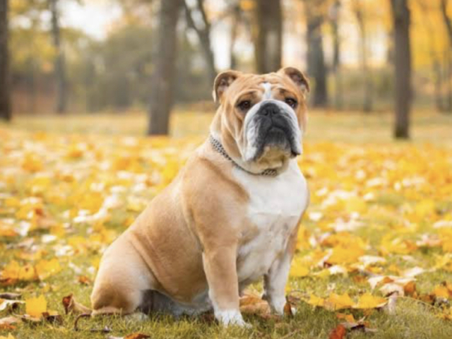 Bulldogue