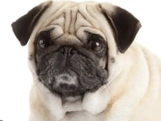 Pug