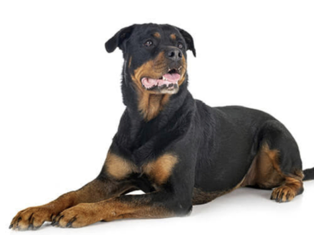 Rottweiler