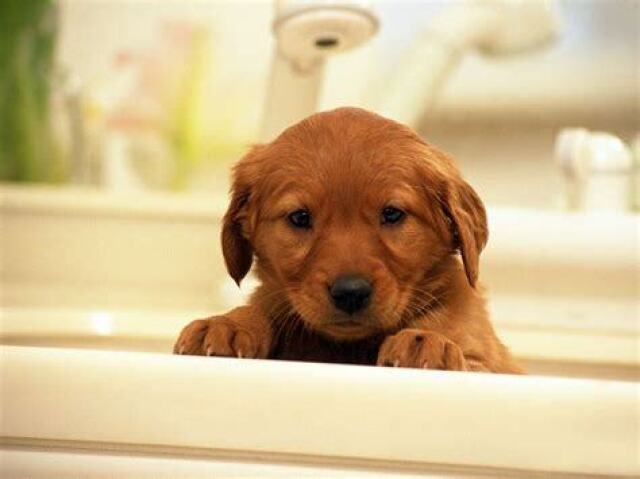 Você conhece as raças de cachorro?