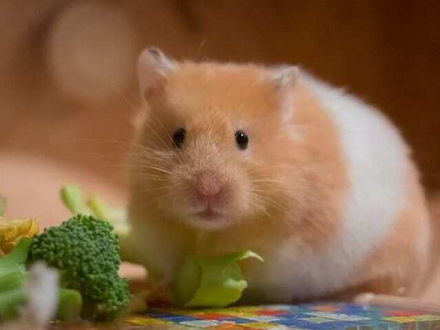 Hamster