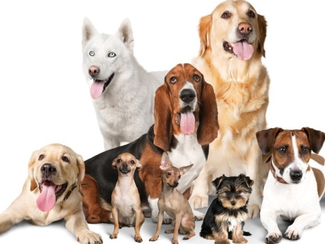 Que tipo de cachorro você é?
