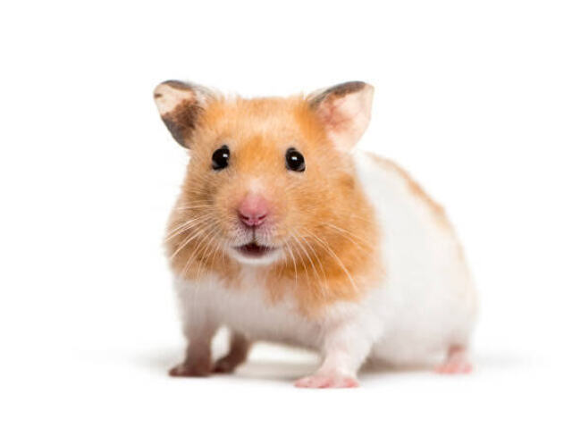 Hamster