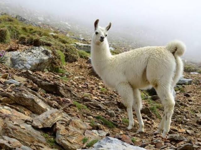 Llama