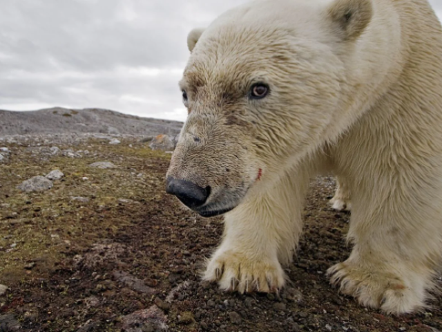 Urso Polar