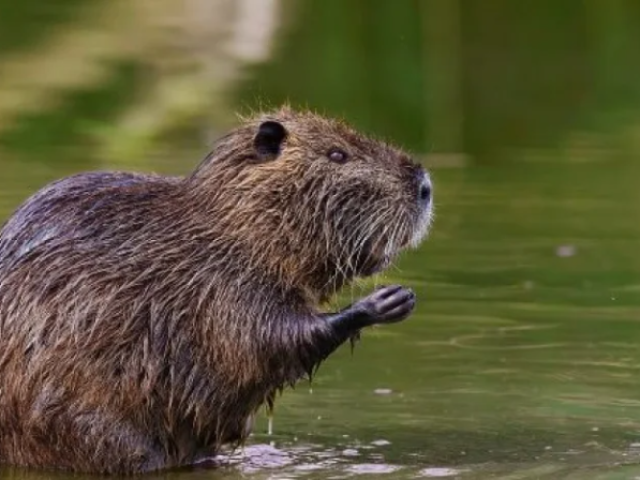 Ratão-do-banhado