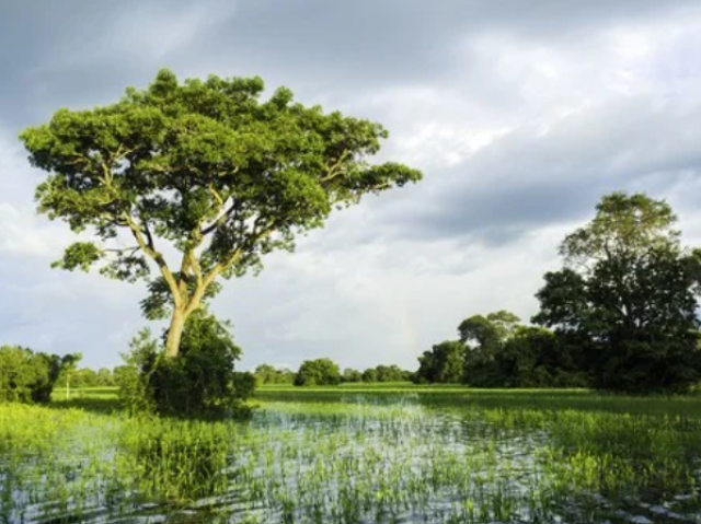 Pantanal