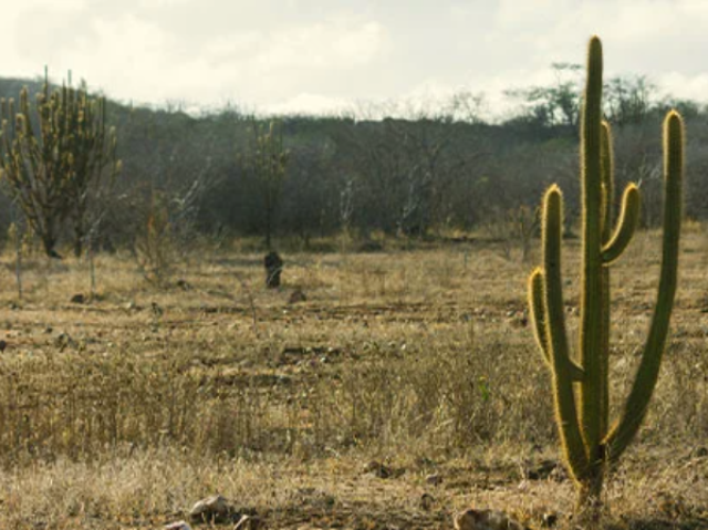 Caatinga