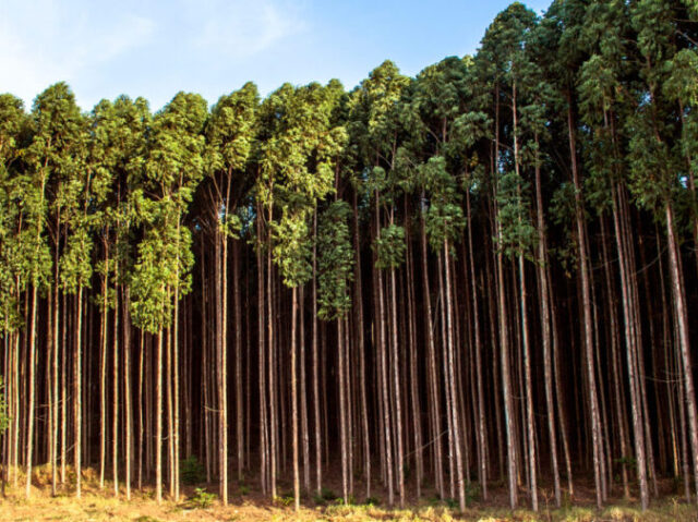 Floresta de pinus