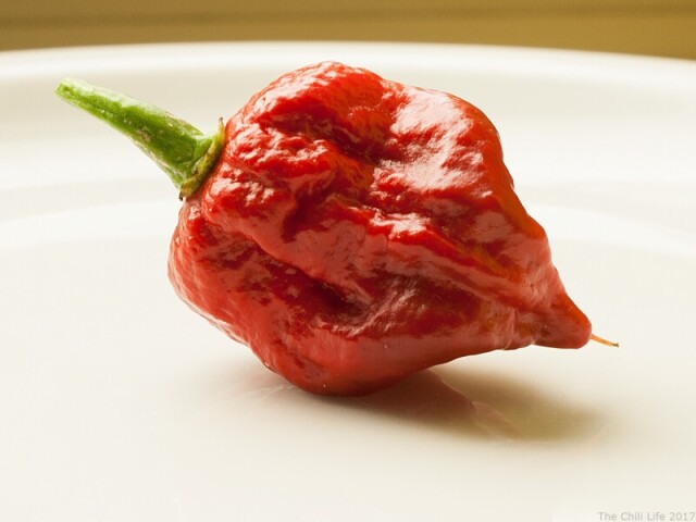 Carolina Reaper
(Pimenta mais forte do Mundo)