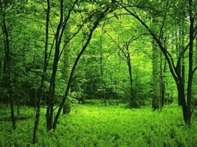 Naturesa