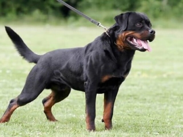 Rottweiler