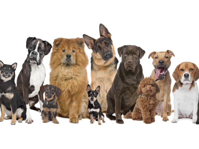 Qual tipo de cachorro você é?
