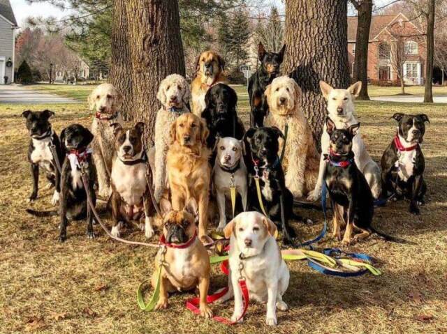 Você consegue identificar qual a raça desses cachorros?