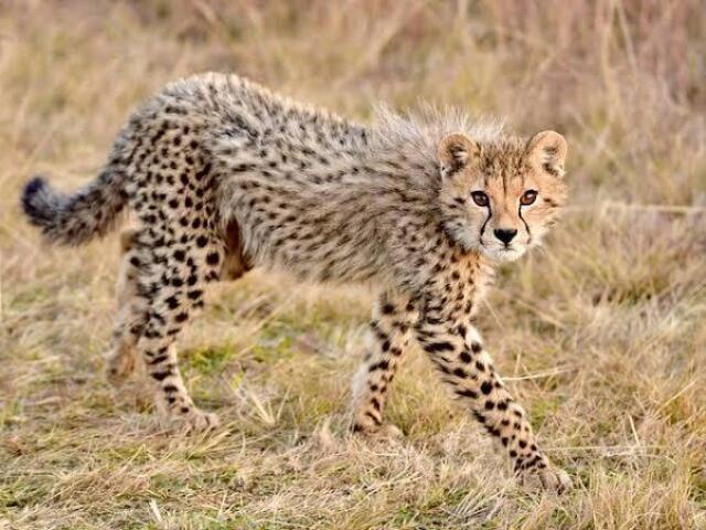 Cheetah