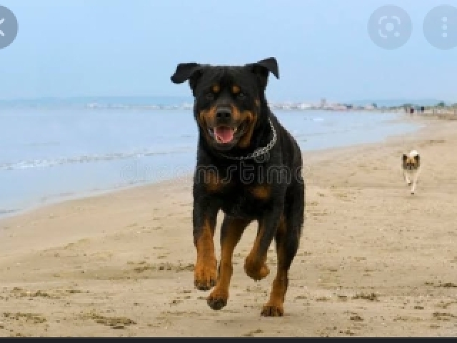 Rottweiler