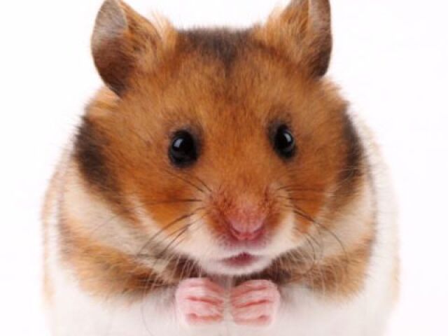 hamster