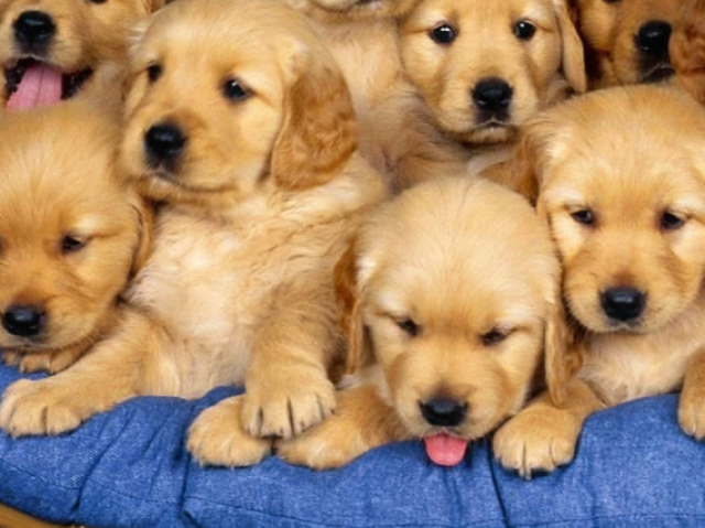Qual raça de cachorro mais combina com você?