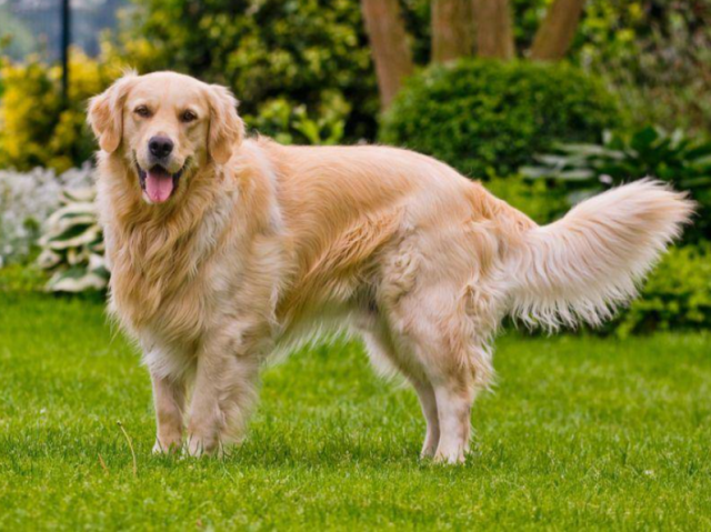 Golden Retriver