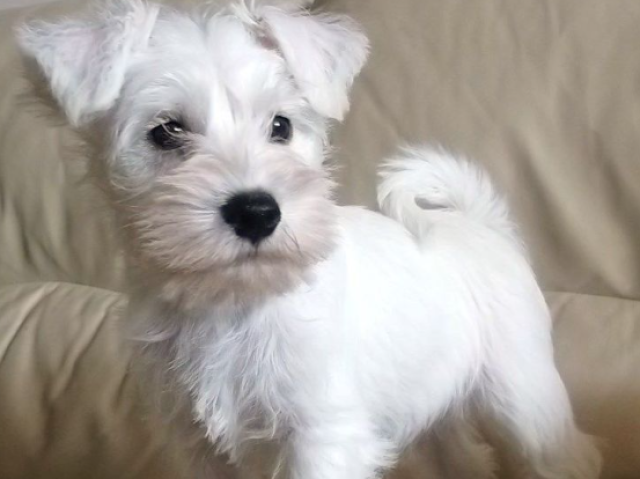 Schnauzer