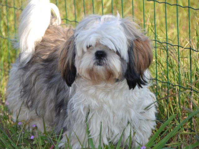 Shih Tzu