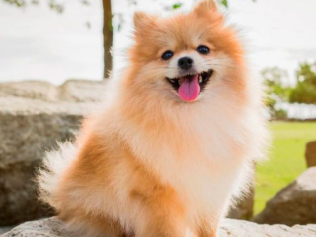 Spitz Alemão